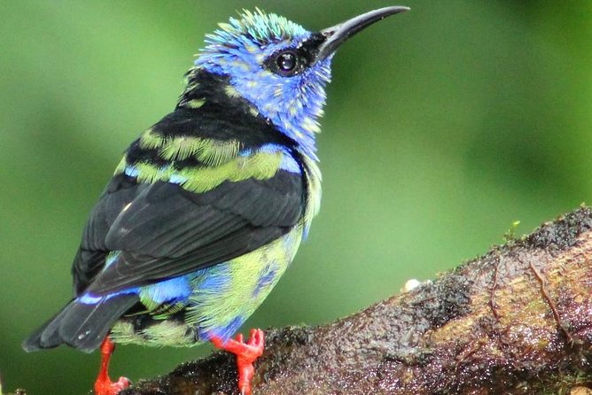 Early Bird Watching Tour