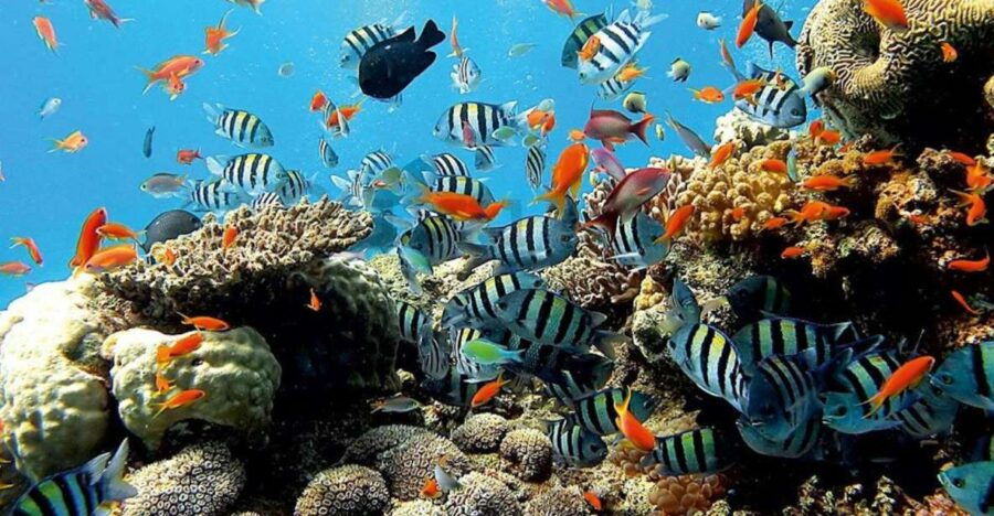 East Bali: Snorkeling, Canyoning, and Waterfall Day Trip - Good To Know
