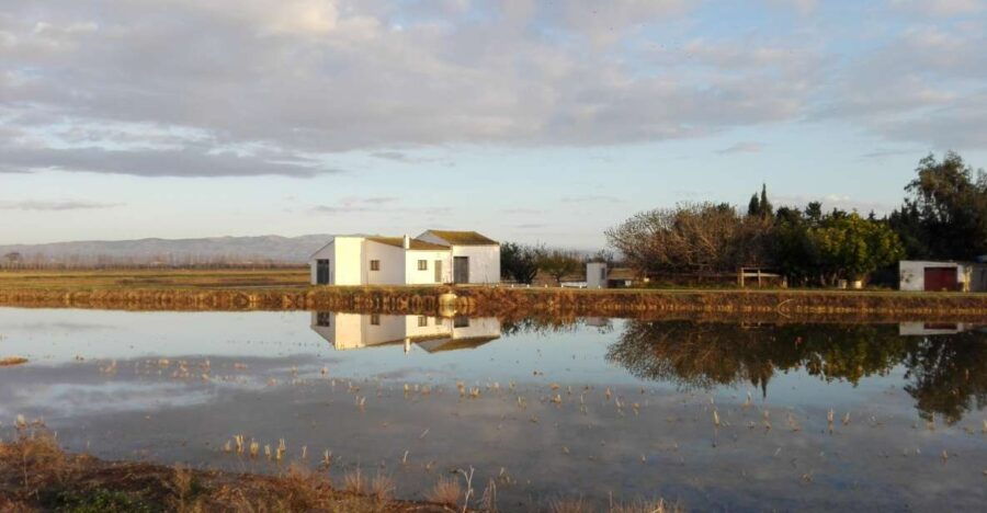 Ebro Delta: Northern Delta Guided Tour With a Local