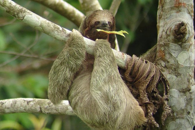 Ecogarden Arenal Sloth Tour