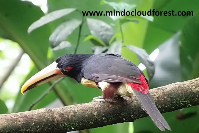 Ecuador Birding Full Day Tour (Feb )