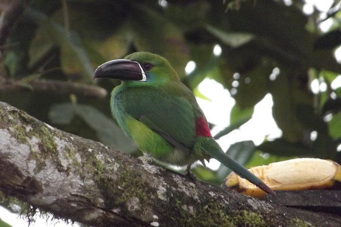 Ecuador Local Guide Offers Breathtaking Mindo Adventure