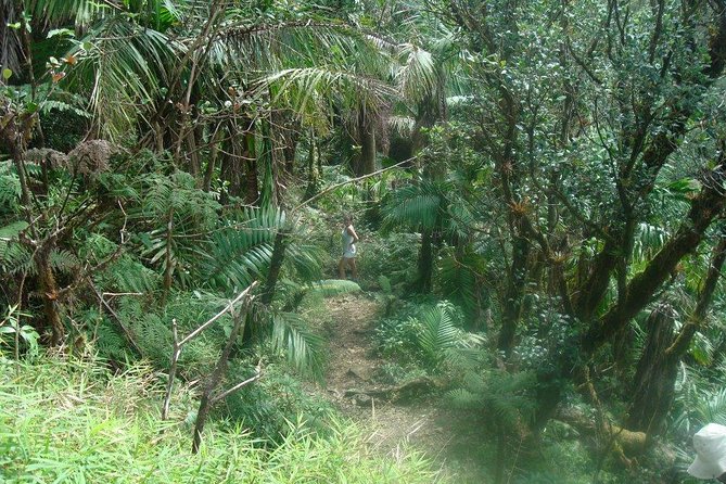 El Yunque Rainforest Full Day Private Tour