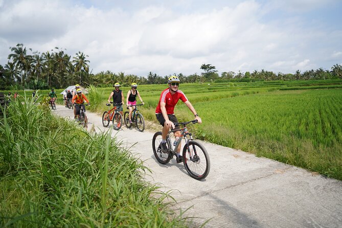 Electric Bike and Swing Package - Good To Know