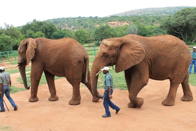 Elephant Sanctuary Tour From Johannesburg