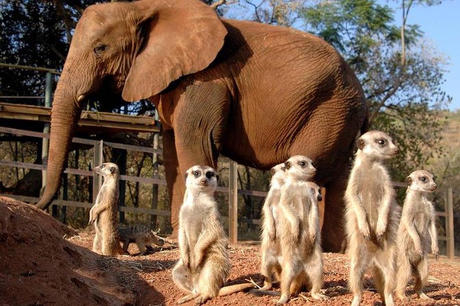 Elephant Sanctuary Tour From Johannesburg or Pretoria