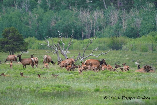 Elk Watching Photo Tour in the Rocky Mountain National Park