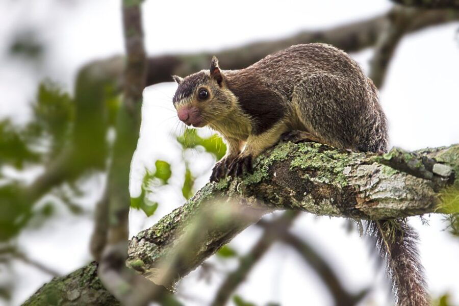 Ella: Safari Day Trip to Yala & Udawalawe W/ Picnic Lunch - Good To Know
