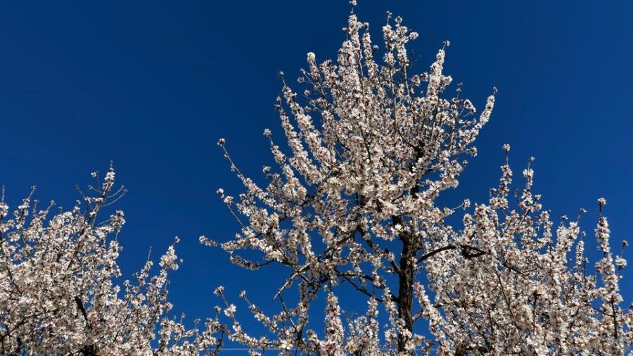 Embrace the Enchantment of Mallorca's Almond Blossom Season - Good To Know