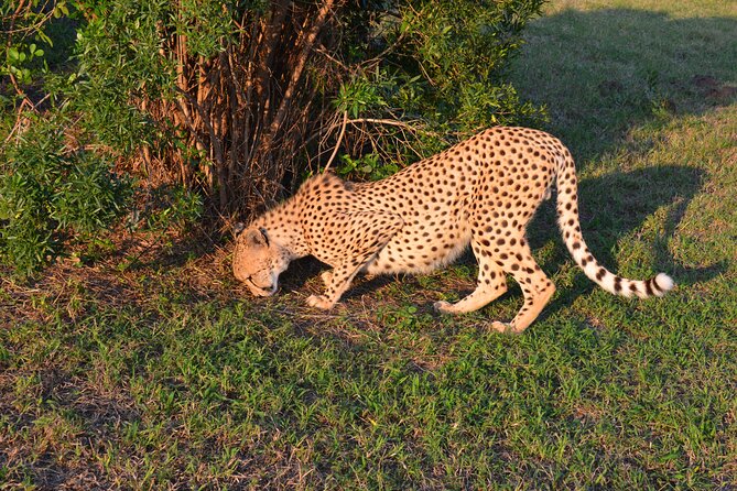 Emdoneni Wild Cat Project Day Tour From Richards Bays