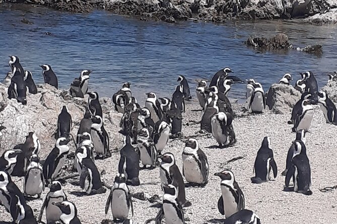 English  – Cape Town