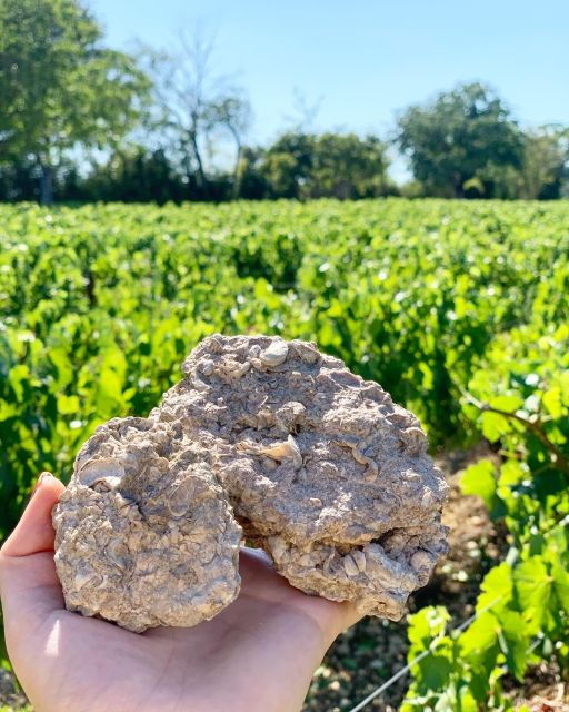 Escapade and Tasting in the Chablis Vineyards