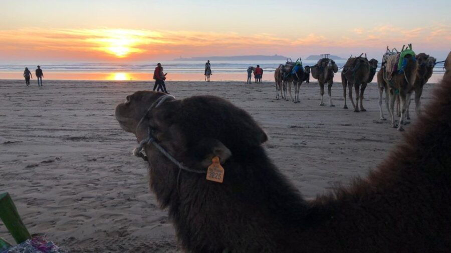 Essaouira : 1H Quad Bike Tour and 1H Camel Ride - Good To Know