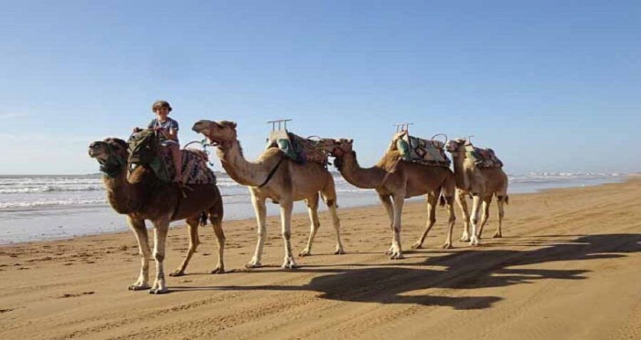 Essaouira: 2-Hour Camel Ride