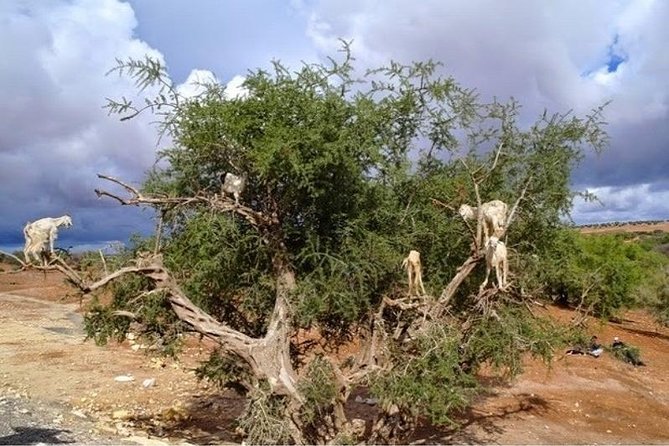 Essaouira Beach 1 Day Trip From Marrakech - Good To Know