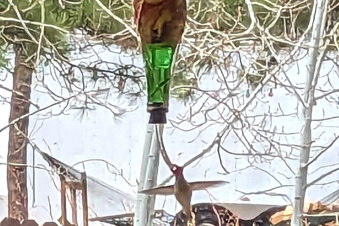 Estes Park Small-Group Hummingbird Feeder Workshop