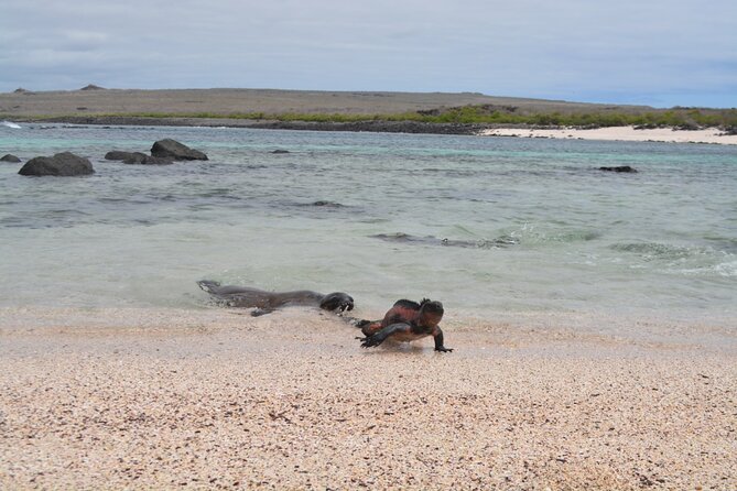 Exciting Full-Day Adventure Expedition at Espanola Island