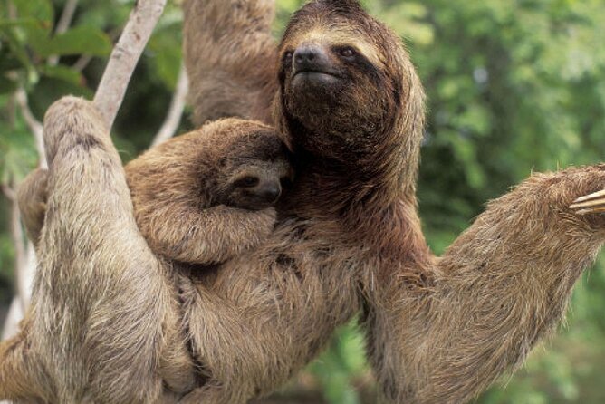 Exciting Rainforest Tour: Spot Wildlife and Waterfalls - Good To Know