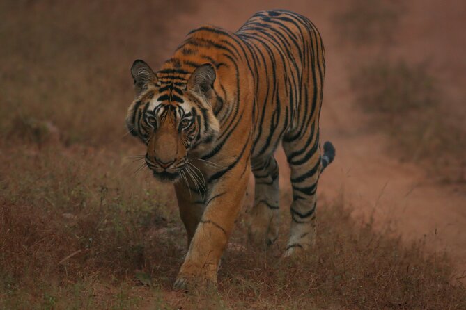 Exclusive Bandhavgarh Tiger Safari