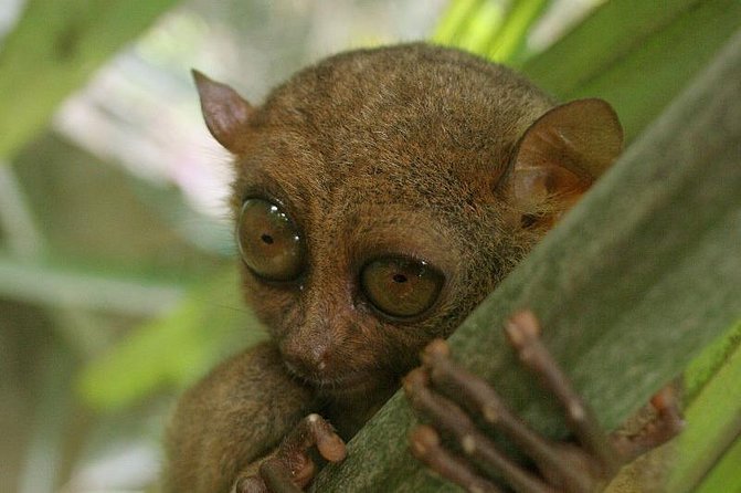 Exclusive Bohol,Philippines Chocolate Hills-Tarsier Tour - Tour Overview