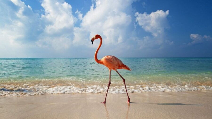 Exclusive Holbox: Yalahau, Punta Mosquito and Isla Pasion