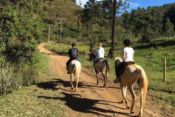 Exclusive Horse Experience With Pic-Nic at Belvedere
