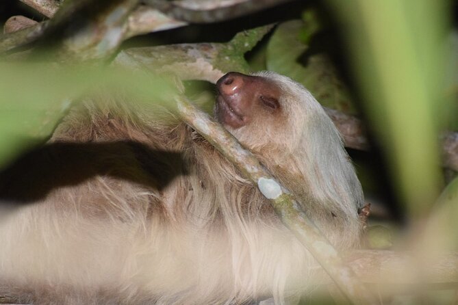 Exclusive Night Walk in La Fortuna and Natural Frog Garden .