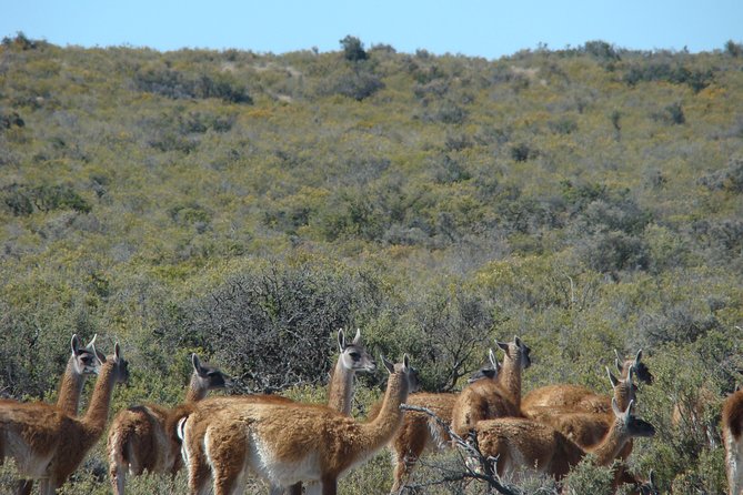 Exclusive Peninsula Valdes Nature & Wildlife With Entry Fee and Box Lunch - Good To Know