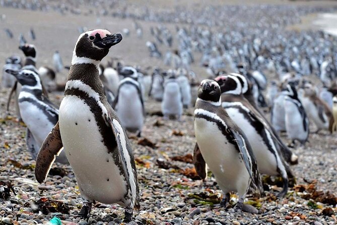 Exclusive Punta Tombo Tour for Cruise Ships - Inclusions
