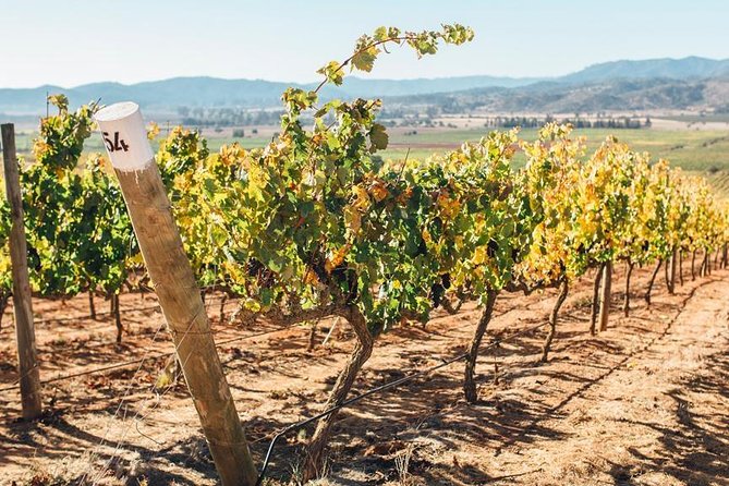 Exclusive Wine Tasting Tour: Casas Del Bosque