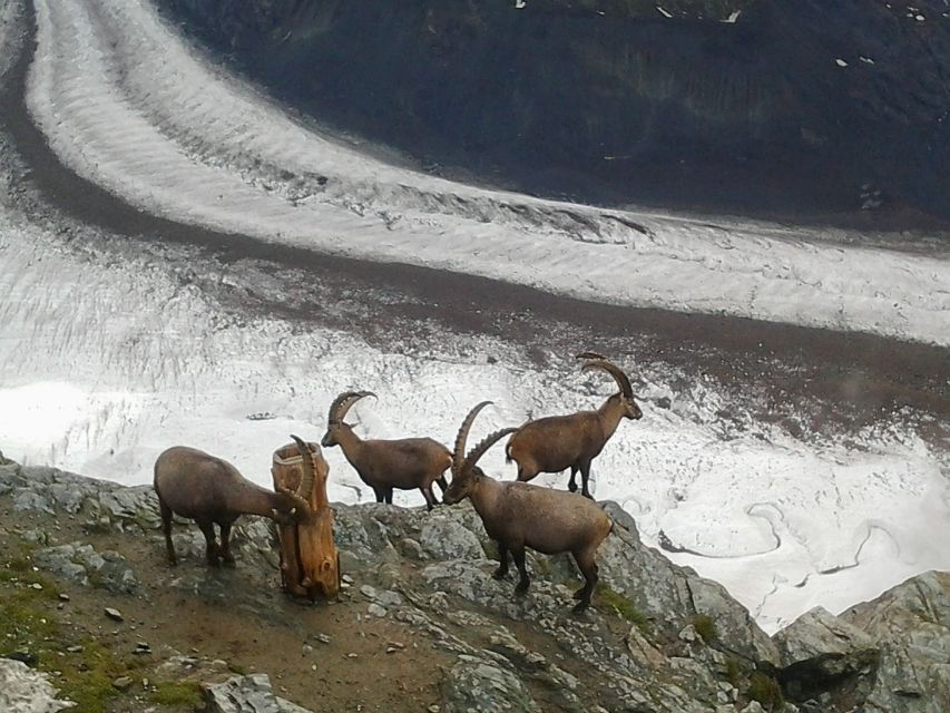Exclusive Zermatt & Matterhorn: Small Group Tour From Zürich