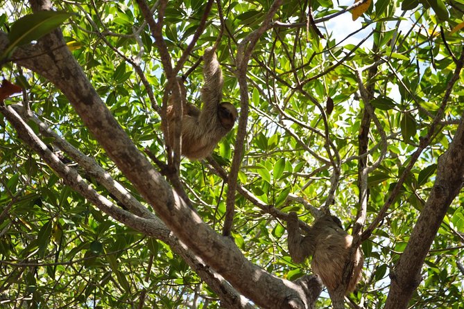 Excursion at Daniel Johnson Monkey/Sloth Park Sparkles