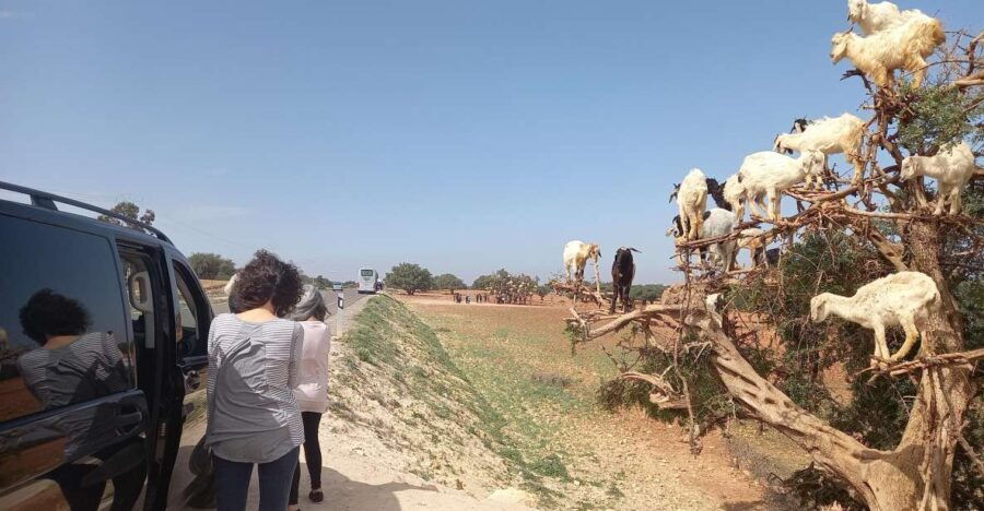 Excursion to Essaouira Mogador