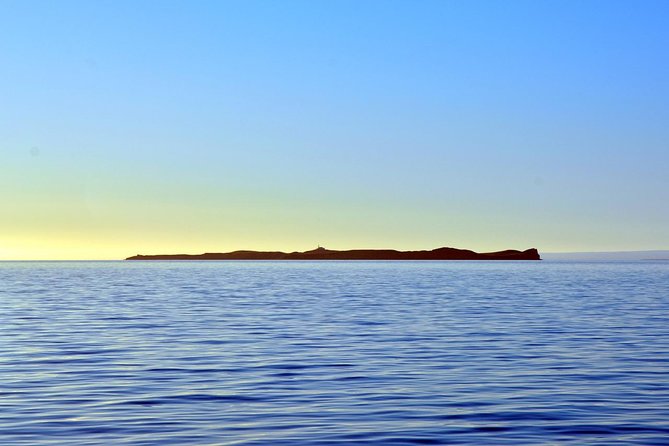 Excursion to Observe the Wildlife of Isla Magdalena and Isla Marta (Feb )