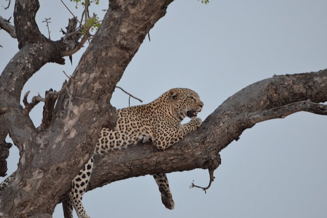 Exhilarating 7 Day Kruger Safari Adventure – South to North
