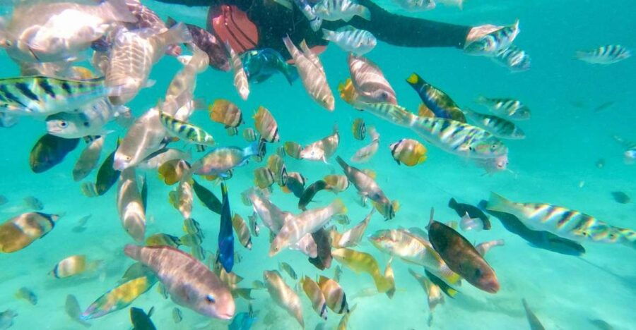 2 Best Snorkeling Experiences In Mataram