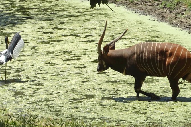 Experience Our Redwoods and Wild Safari Outdoor Adventure - Good To Know