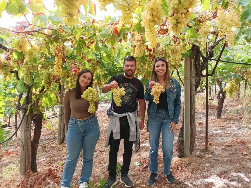 Experience the Minoan Grapes at a Local Vineyard
