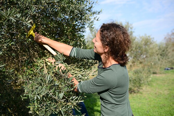 Experience the Olive Oil of Madonie With Tasting - Good To Know