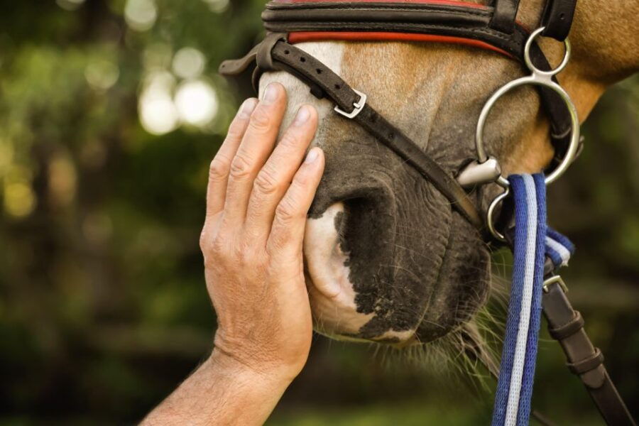 Experience With the Horses: Care, Learning and Dressage - Good To Know