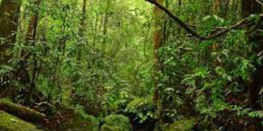 Exploration of Hiyare Forest Through a Nature-Guided Trek - Good To Know