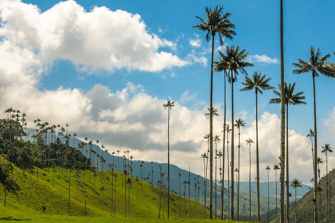 Explore Cocora Valley and Salento Coffee Tours