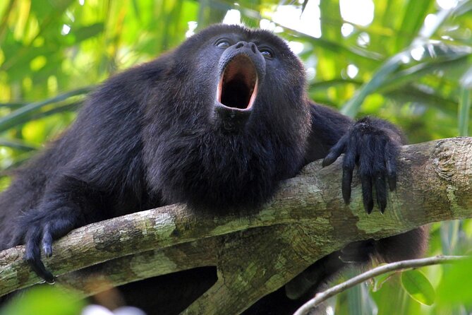 Explore Monkey River: Wildlife, Culture, and Adventure