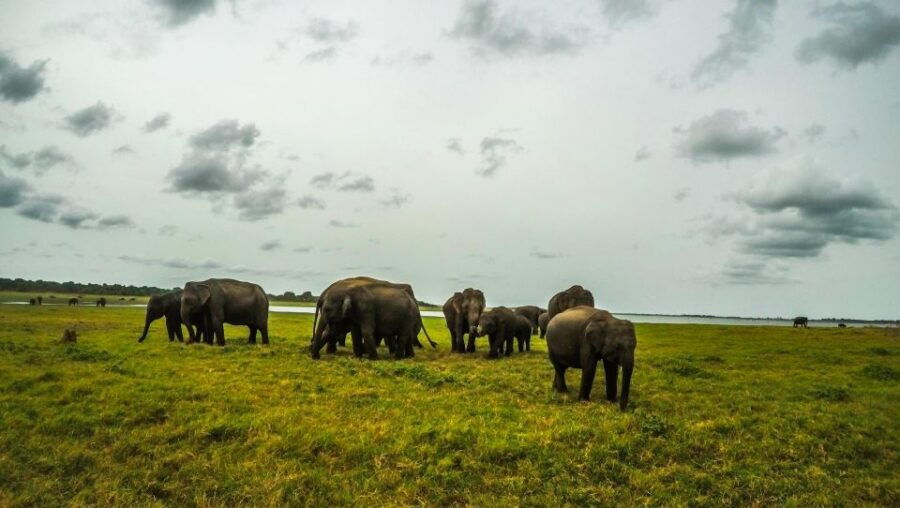 Explore Sigiriya, Kandy,Nuwaraeliya,Galle From Colombo