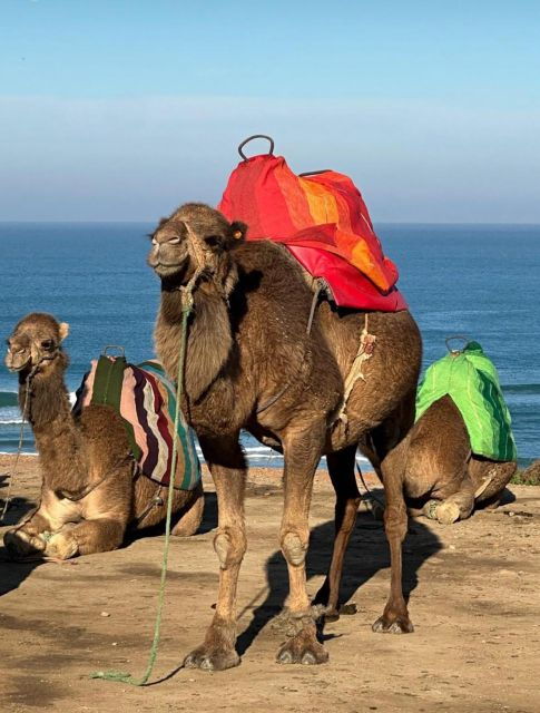 2 Best Historical Tours In Tarifa
