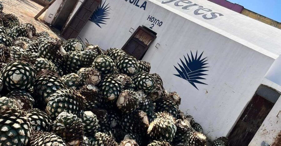 Explore Tequila: Private Trip From Guadalajara - Good To Know