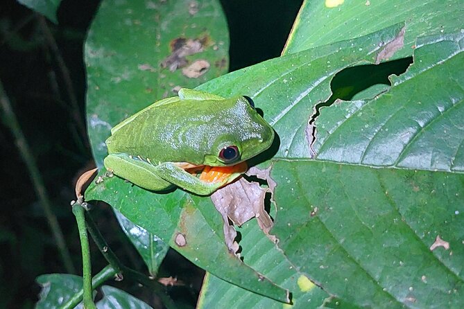 Explore the Dark Side of Nature: Manzanillo Refuge Night Walk