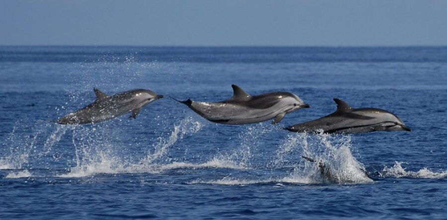 Explore the Southern Shores of Sri Lanka With a 4-Day Cruise