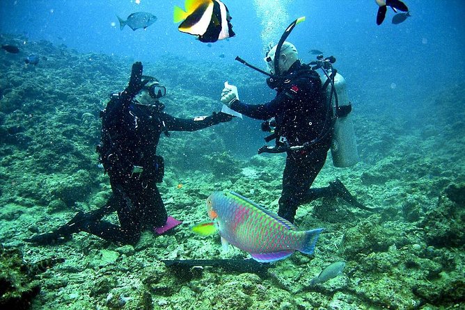 2 Best Scuba Diving Experiences In Trelawny