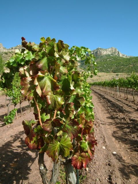 3 Best Wine Tours In Falset